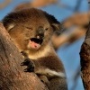Koala - Phascolarctos cinereus 4583